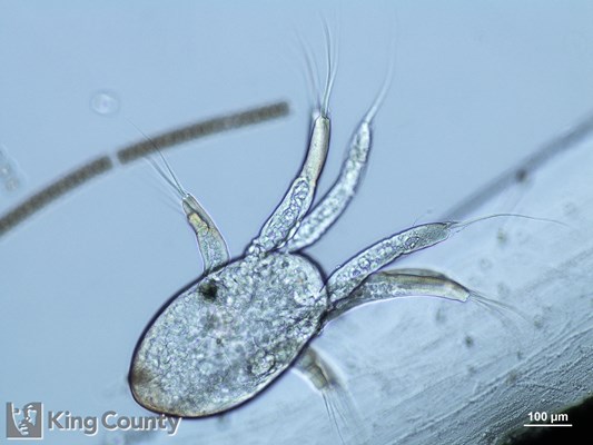 Photo of Euphausiaceae